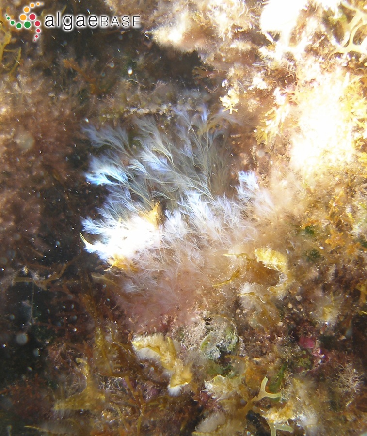 Cottoniella filamentosa var. algeriensis (Schotter) Cormaci & G.Furnari