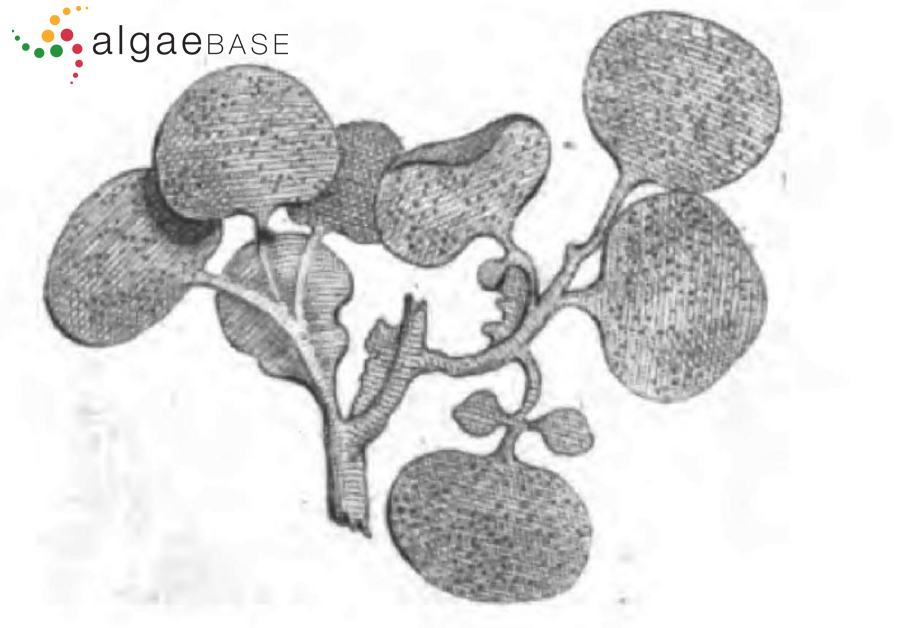 Cryptonemia palmetta (S.G.Gmelin) Woelkering, G.Furnari, Cormaci & McNeill