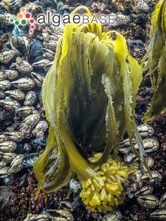 Postelsia palmiformis Ruprecht