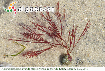 Halurus flosculosus (J.Ellis) Maggs & Hommersand