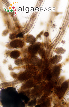 Aiolocolax pulchellus Pocock