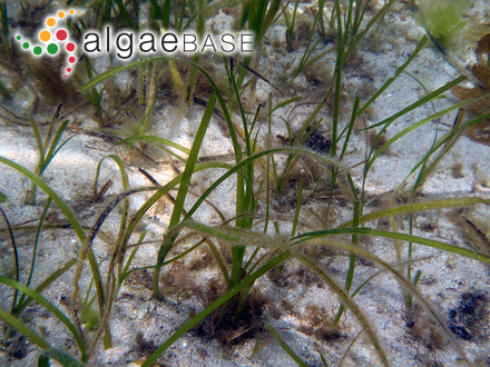 Zostera marina Linnaeus