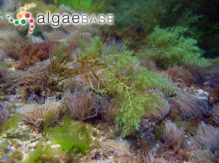 Gongolaria usneoides (Linnaeus) Molinari & Guiry