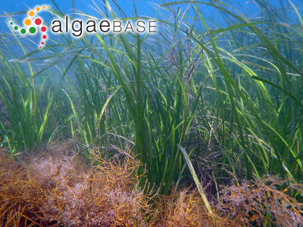 Zostera marina Linnaeus