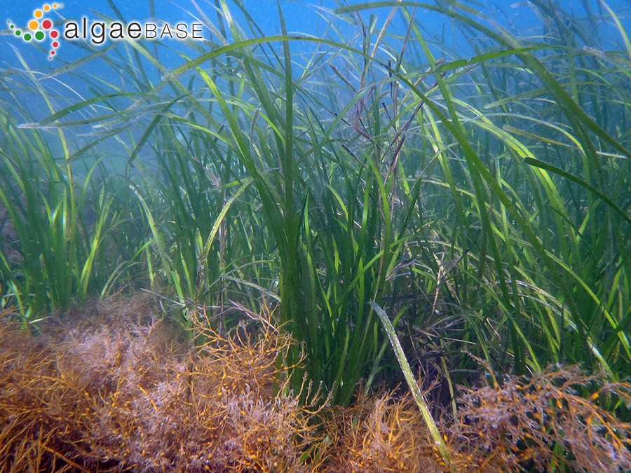 Zostera marina Linnaeus