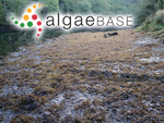 Fucus ceranoides Linnaeus