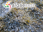 Fucus ceranoides Linnaeus