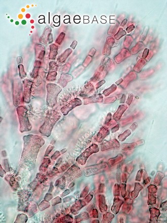 Callithamnion granulatum (Ducluzeau) C.Agardh