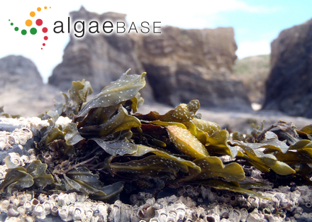 Fucus limitaneus (Montagne) Montagne