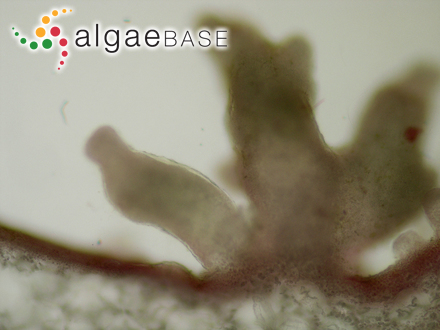 Ectocarpus tomentosoides f. norvegicus Gran