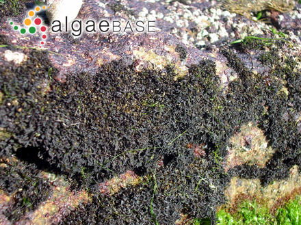 Castagnea virescens f. vernales Areschoug