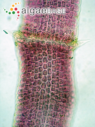 Centroceras clavulatum (C.Agardh) Montagne