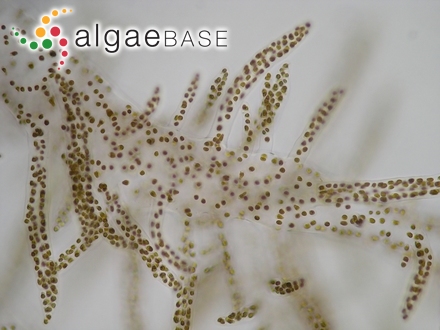 Myrionema alariae (Norum) Printz