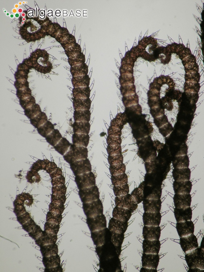 Ceramium ciliatum (J.Ellis) Ducluzeau