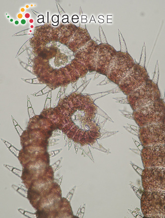Ceramium ciliatum (J.Ellis) Ducluzeau