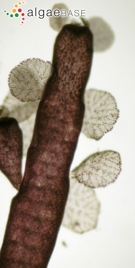 Chondria coerulescens (J.Agardh) Sauvageau