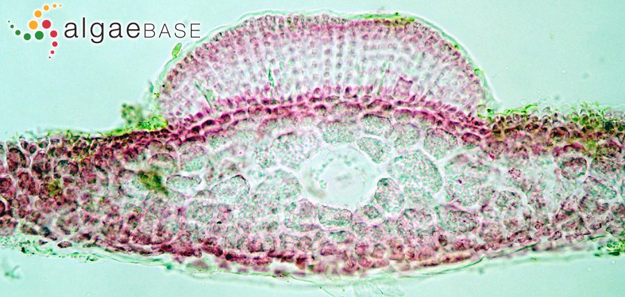 Contarinia squamariae (Meneghini) Denizot