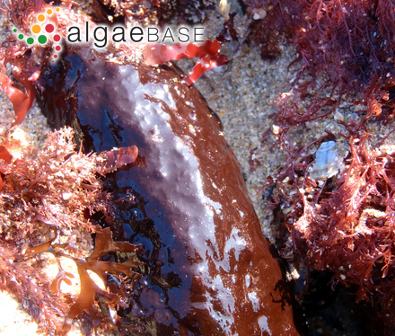 Hildenbrandia occidentalis Setchell