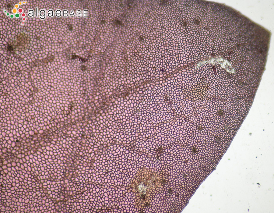 Erythroglossum laciniatum (Lightfoot) Maggs & Hommersand