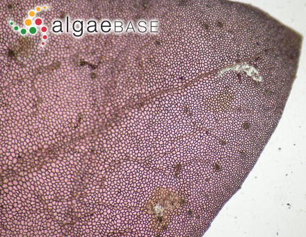 Sphacelaria carpoglossi Womersley