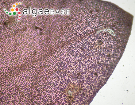 Erythroglossum laciniatum (Lightfoot) Maggs & Hommersand