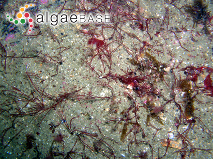 Lampisiphonia iberica I.Bárbara, Secilla, Diaz Tapia & H.-G.Choi