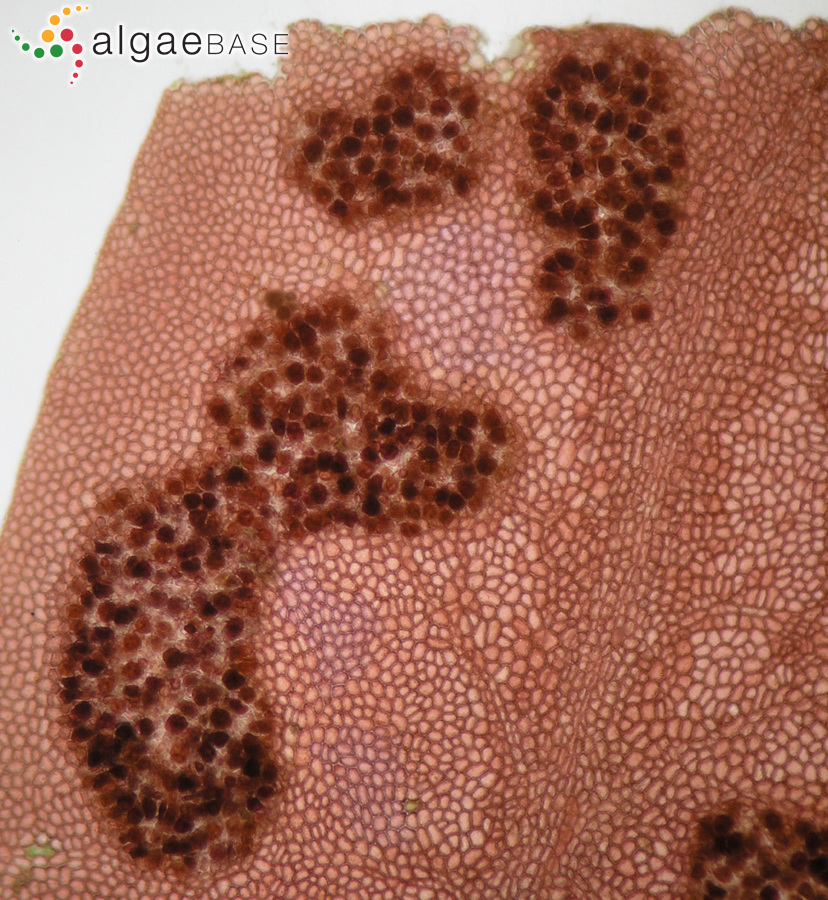 Erythroglossum lusitanicum Ardré