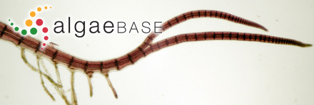 Halopteris spicigera (J.E. Areschoug) L.B.Moore