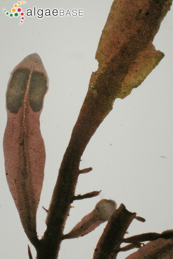 Erythroglossum lusitanicum Ardré