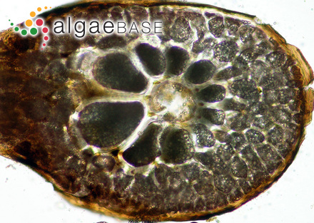 Zonaria angustata (Kützing) Papenfuss