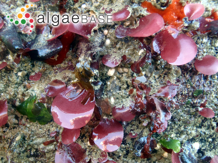 Meredithia microphylla (J.Agardh) J.Agardh