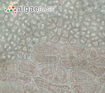 Sporochnema tomentosum Womersley
