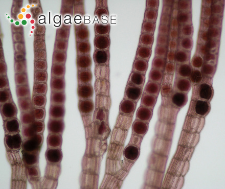 Conferva ferruginea Lyngbye