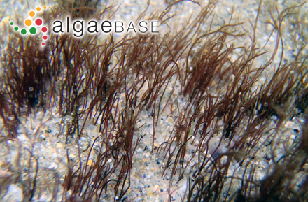 Ophidocladus simpliciusculus (P.Crouan & H.Crouan) Falkenberg