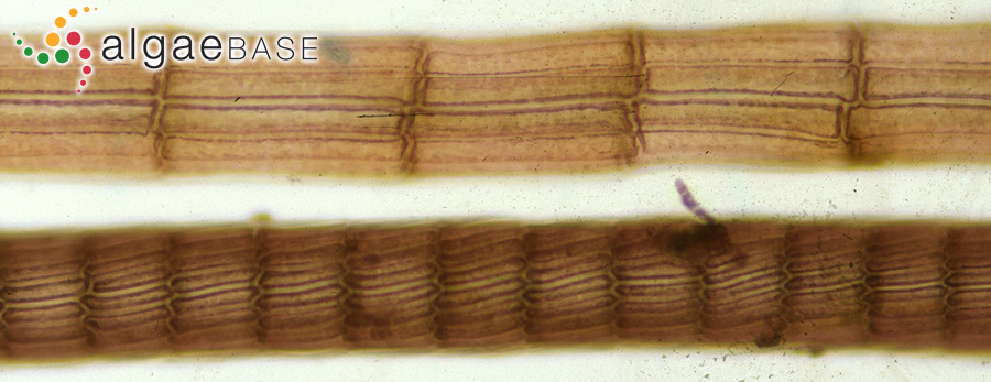 Ophidocladus simpliciusculus (P.Crouan & H.Crouan) Falkenberg