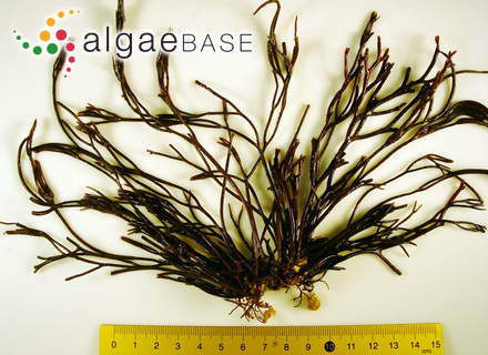 Ectocarpus littoralis var. compactus (C.Agardh) Areschoug