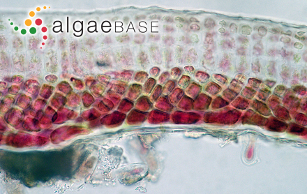 Peyssonnelia bornetii Boudouresque & Denizot