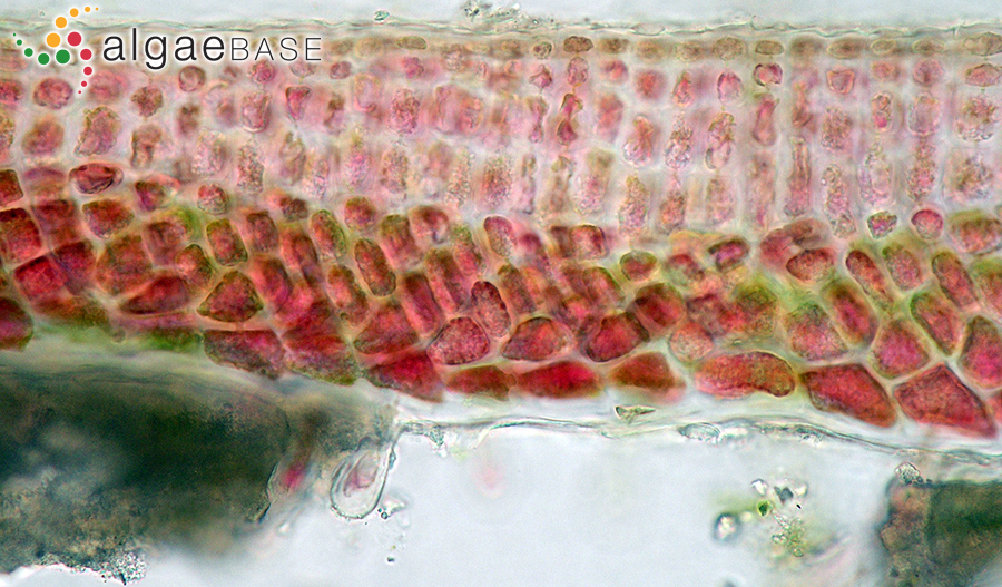 Peyssonnelia bornetii Boudouresque & Denizot