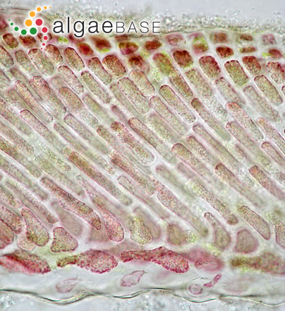 Peyssonnelia bornetii Boudouresque & Denizot