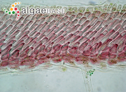 Sargassum membranaceum J.Agardh