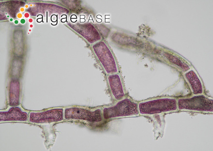 Ptilothamnion sphaericum (P.Crouan & H.Crouan ex J.Agardh) Maggs & Hommersand