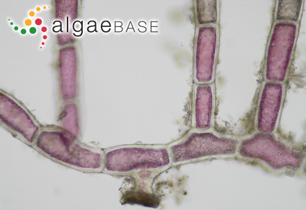 Cladophora harveyi Womersley