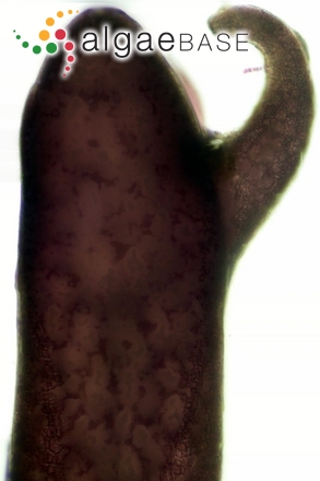 Rhodomela confervoides (Hudson) P.C.Silva