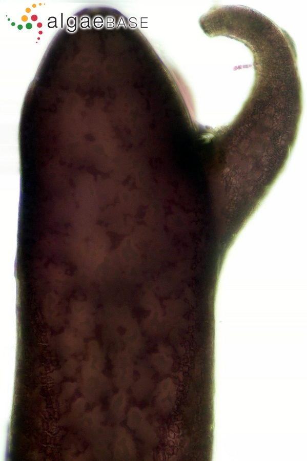 Rhodomela confervoides (Hudson) P.C.Silva