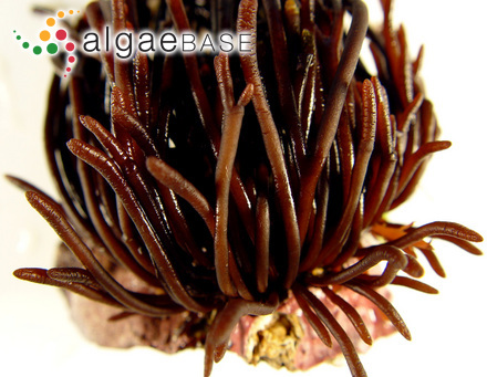 Pseudopolyides furcellarioides Gallardo, I.Bárbara & Cremades