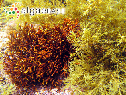 Pseudopolyides furcellarioides Gallardo, I.Bárbara & Cremades
