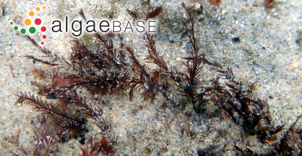 Xiphosiphonia ardreana (Maggs & Hommersand) Savoie & G.W.Saunders