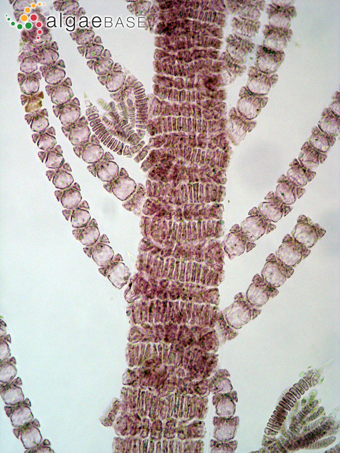 Spyridia filamentosa (Wulfen) Harvey