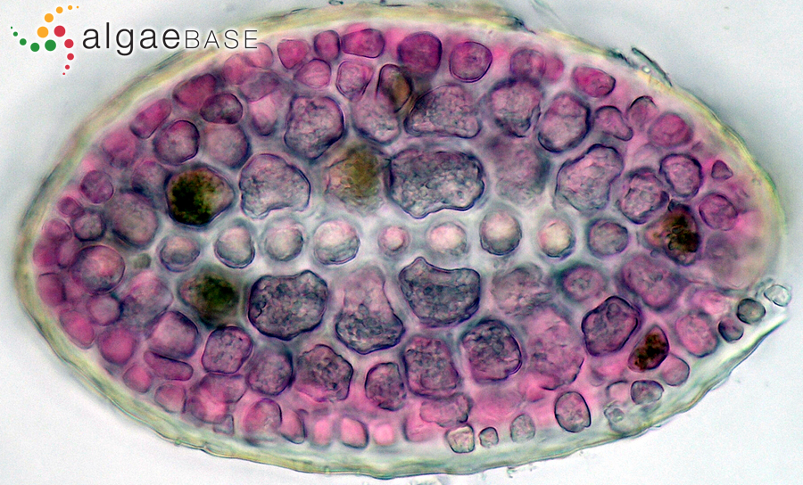 Pterocladiella melanoidea (Schousboe ex Bornet) Santelices & Hommersand