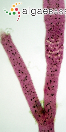 Pterocladiella melanoidea (Schousboe ex Bornet) Santelices & Hommersand